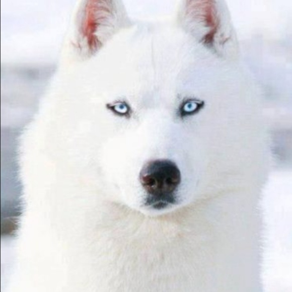 Meet your Posher, Lea - Picture 1 of 1